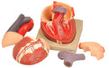 human heart anatomical model 7 parts