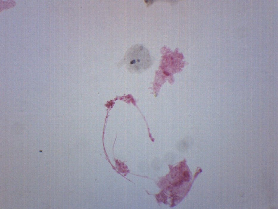Amoeba proteus, Whole Mount - Prepared Microscope Slide