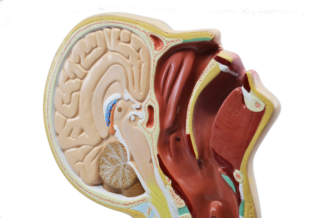 Nasal Swab Model, 12 Inch - For Demonstration of Nasopharyngeal Testing