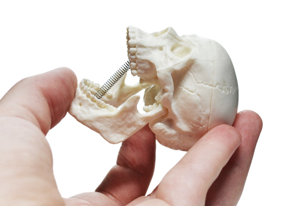 Miniature Human Adult Skull Model, 2.5 Inch - 3 Parts - Articulated Mandible & Removable Skull Cap
