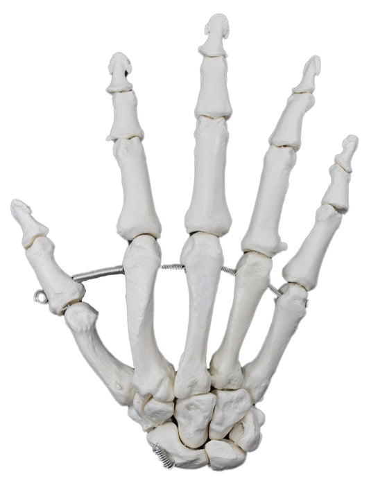Articulated Hand Bone Model (Right) - Detailed Human Bone Replica, Anatomically Accurate