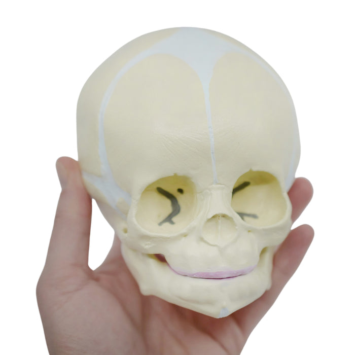 Infant Skull, Human Anatomical Model - Articulated Mandible