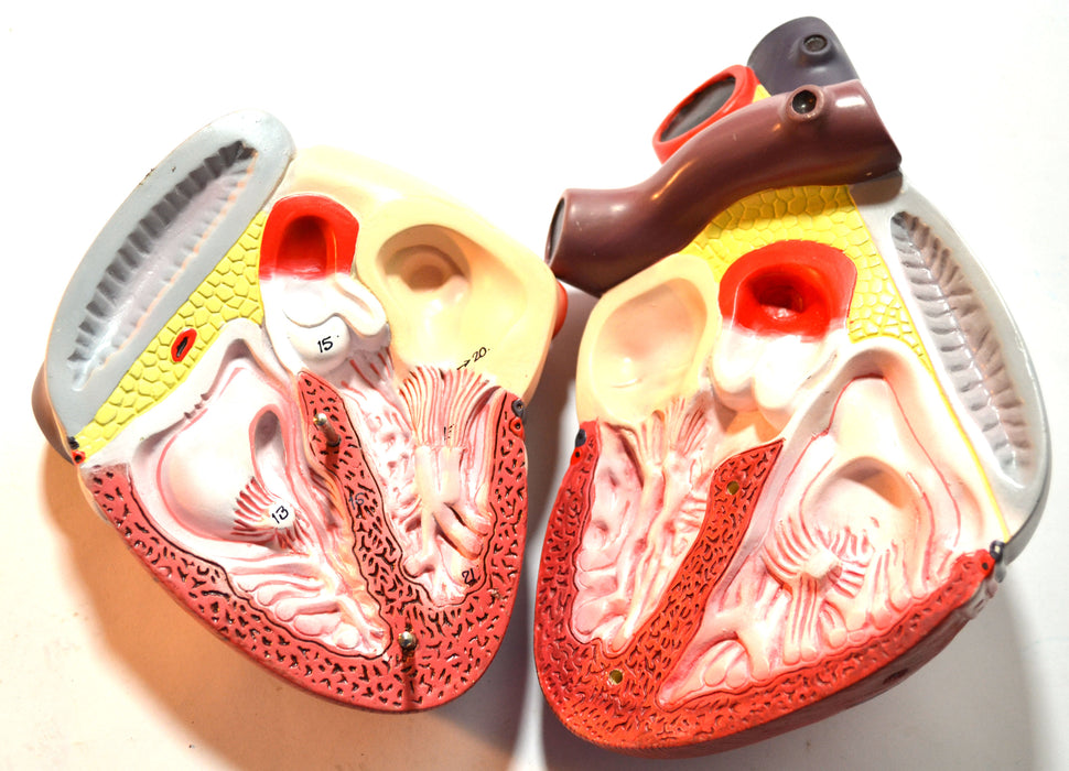 Eisco Labs Human Heart Model; Larger than Life Size (8"); 2 Parts; On Base