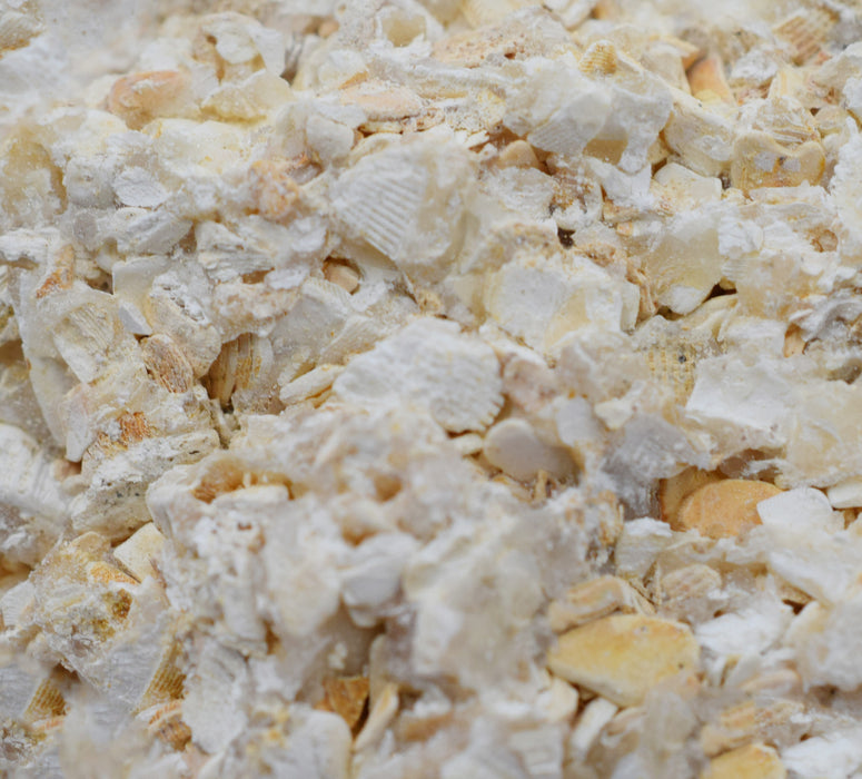 12PK Raw Coquina, Sedimentary Rock Specimens, ± 1" Each