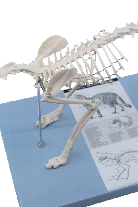 Adult Cat Skeletal System, Anatomical Model, 8.25" Tall