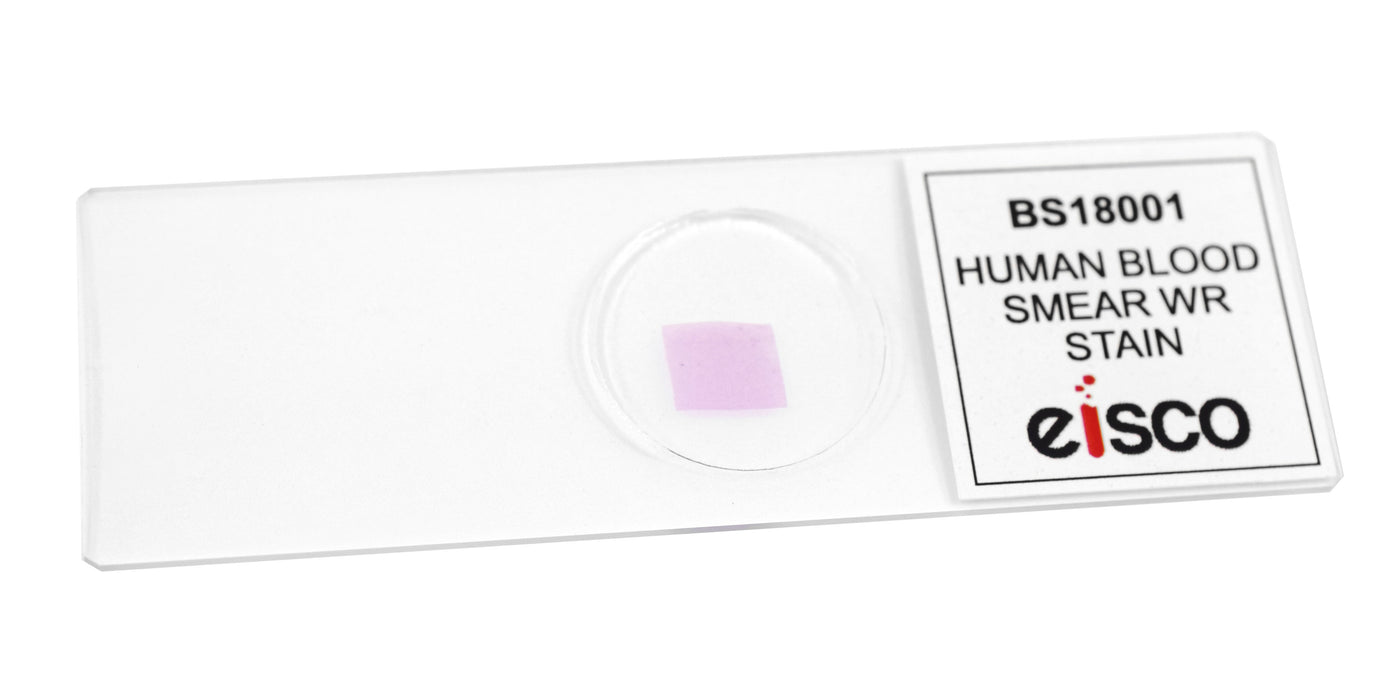 Human Blood Smear WR Stain - Prepared Microscope Slide