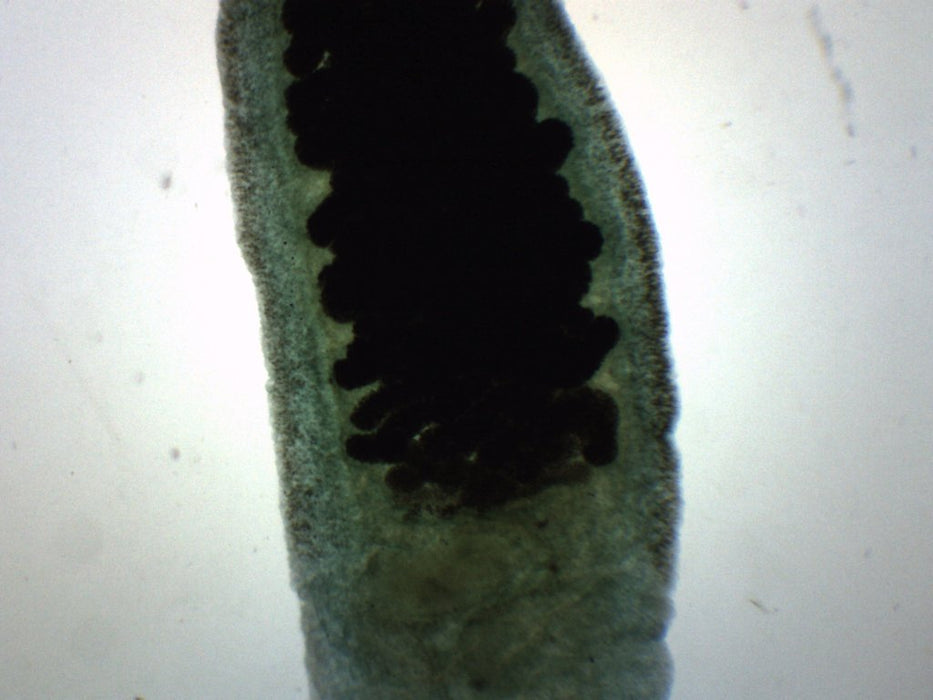 Fasciola hepatica - Wholemount - Prepared Microscope Slide - 75x25mm