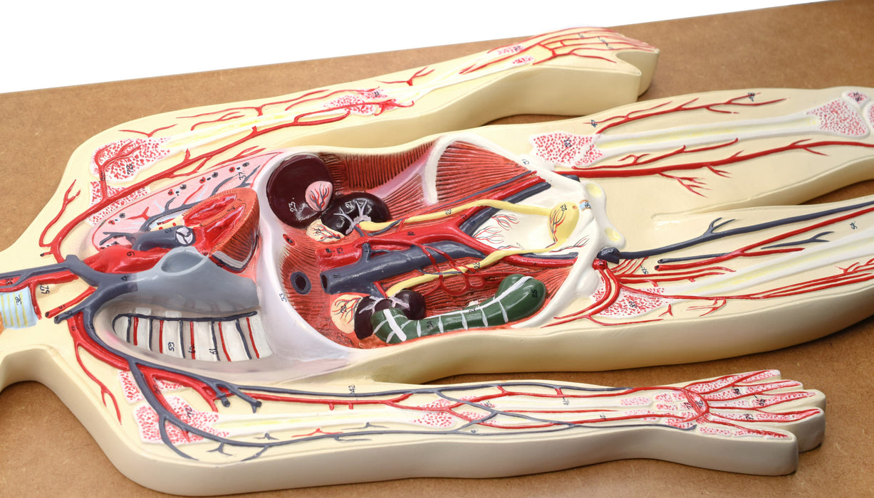 Human Circulatory System Model - Mounted on 32" x 12" Base