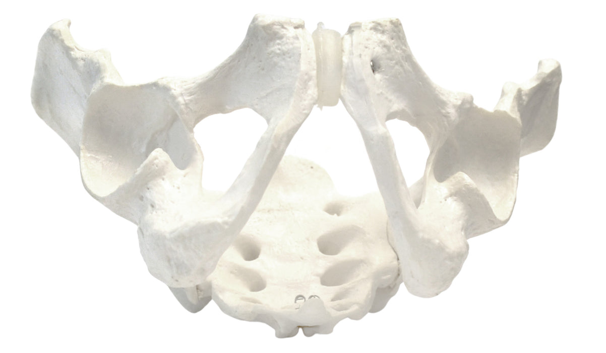 Male Pelvis Model, Human - Life Size, 3D Rendering - Eisco Labs