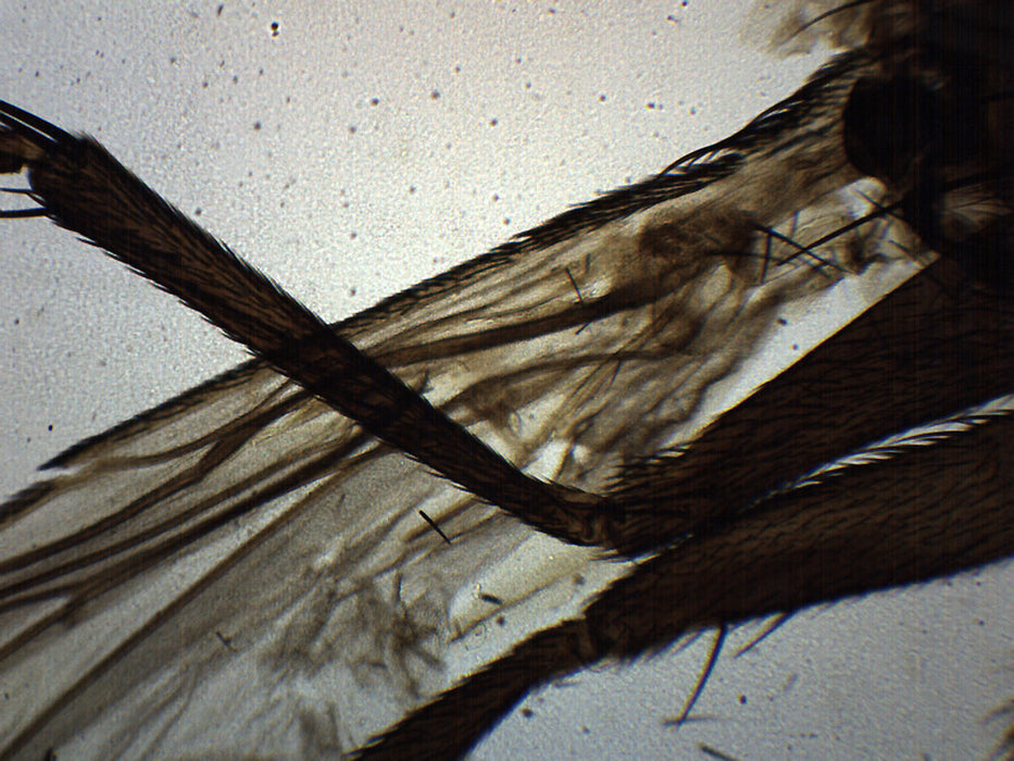 Musca domestica - Prepared Microscope Slide - 75x25mm