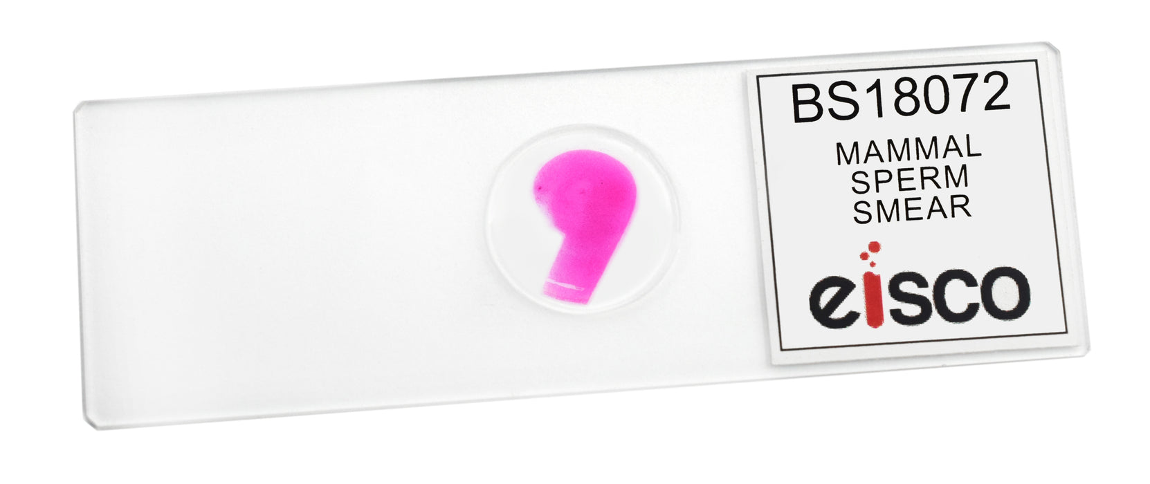 Sperm Smear - Prepared Microscope Slide