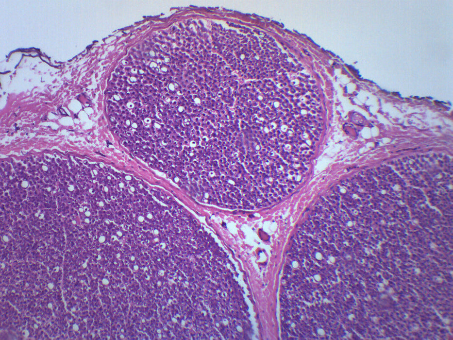 Peripheral Nerve - Prepared Microscope Slide