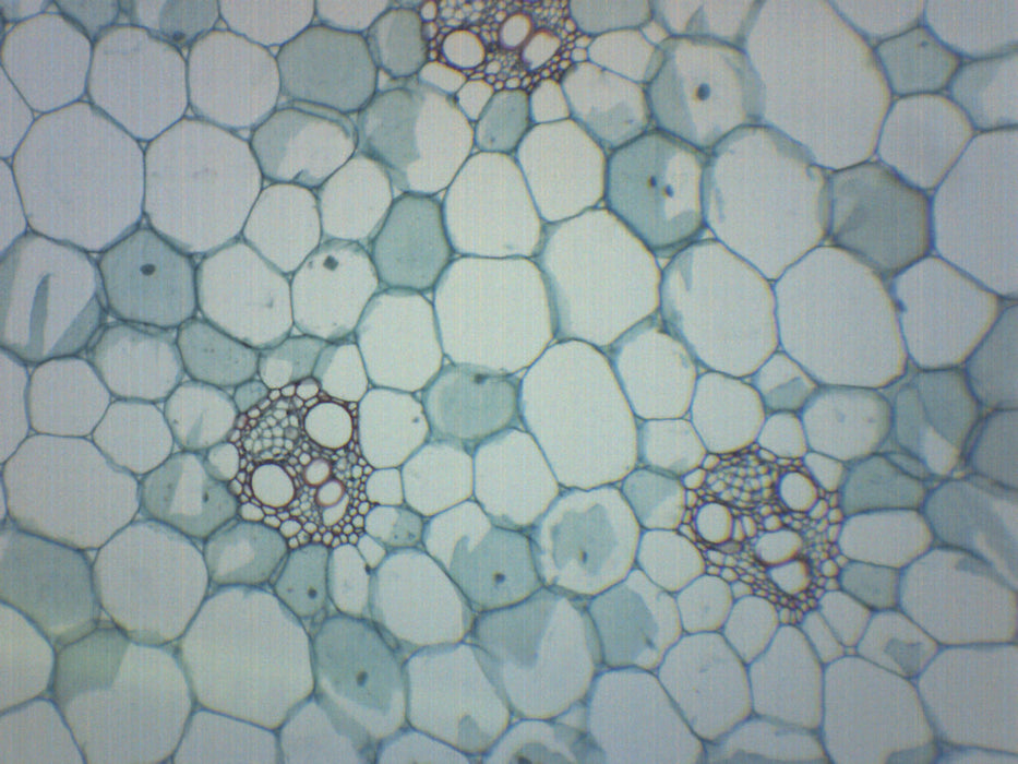 Monocot Stem - Prepared Microscope Slide