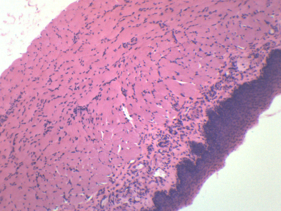 Pseudostratified Column Ciliated Epithelium, Prepared Microscope Slide
