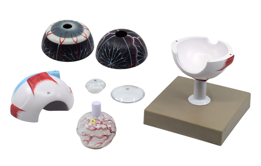 human eye model 3X 7 parts