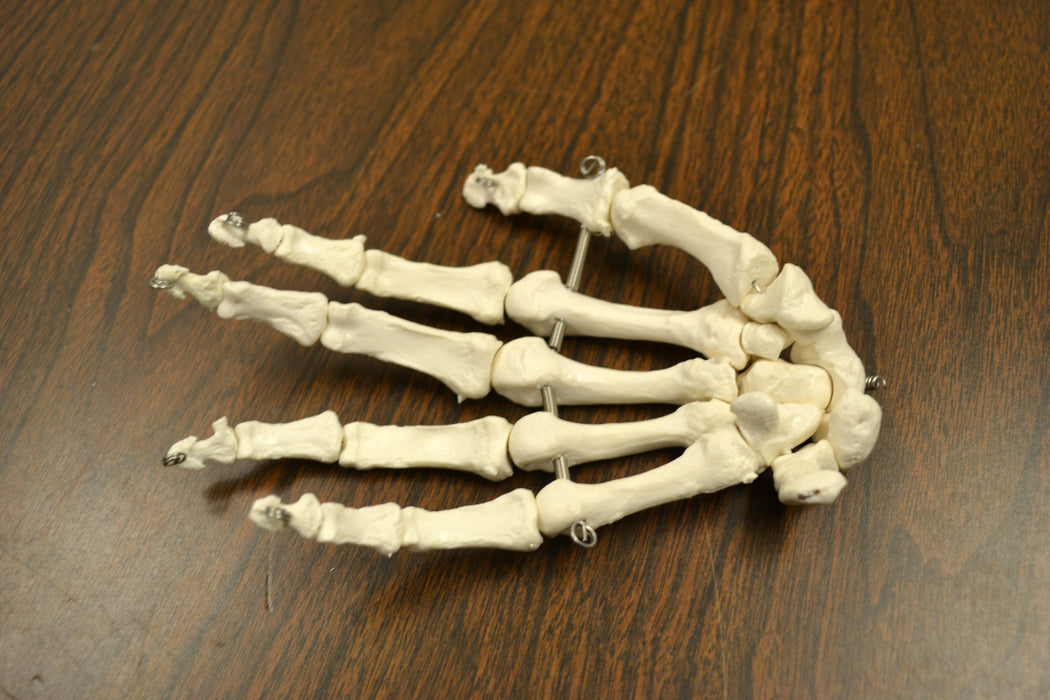 articulated skeletal hand model