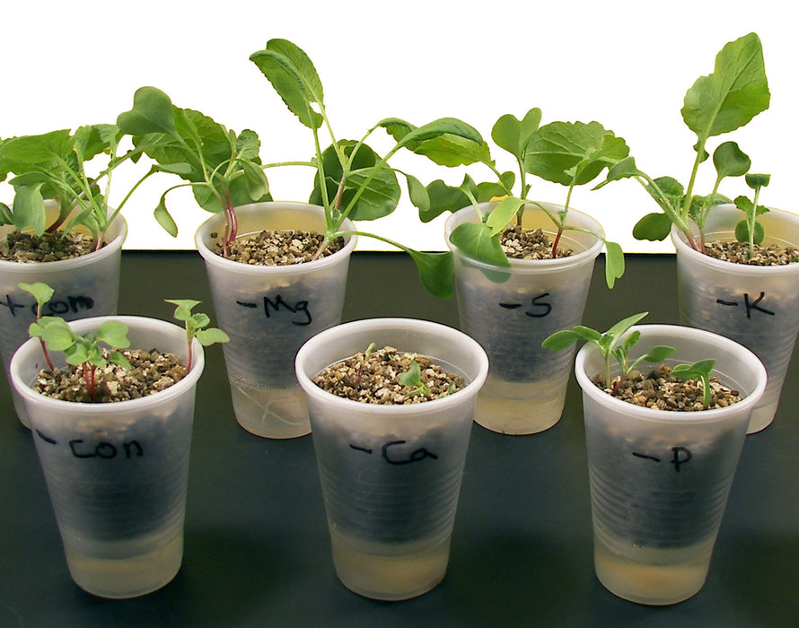 Plant Food: Nutrient Deficiency - Distance Learning Kit - Distance Learning Kit - Innovating Science