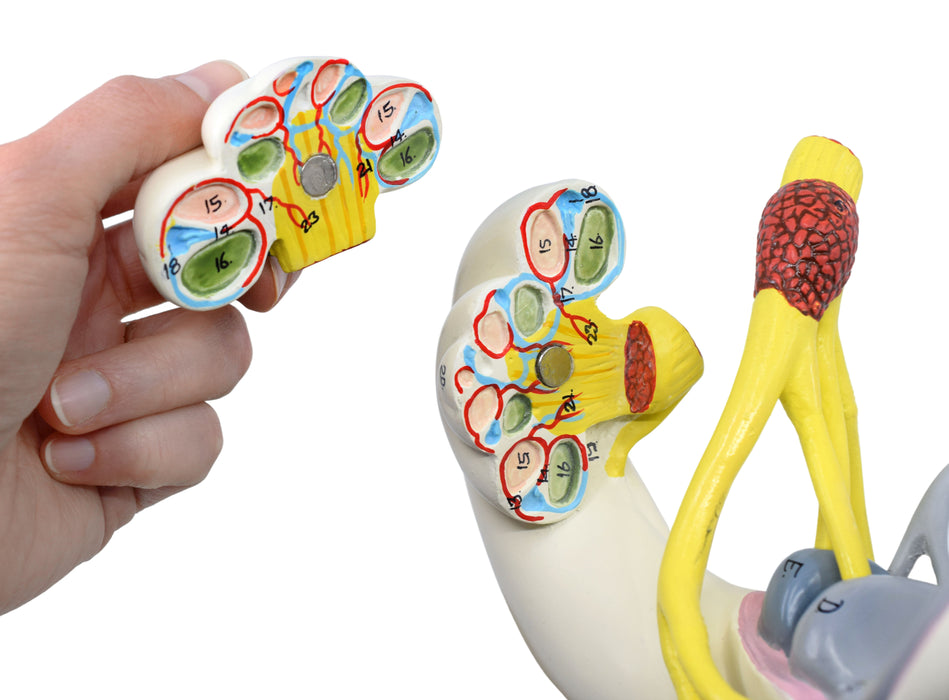 Inner Ear Labyrinth Model - 16X Life Size - Sectioned Cochlea
