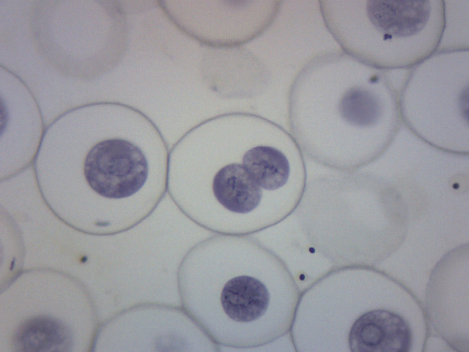 Ascaris & Onion Mitosis - Prepared Microscope Slide
