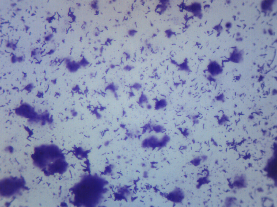 Human Mouth Bacteria - Wholemount - Prepared Microscope Slide