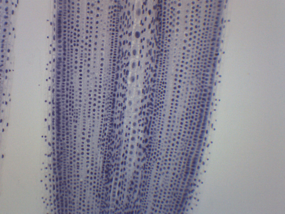 Ascaris & Onion Mitosis - Prepared Microscope Slide