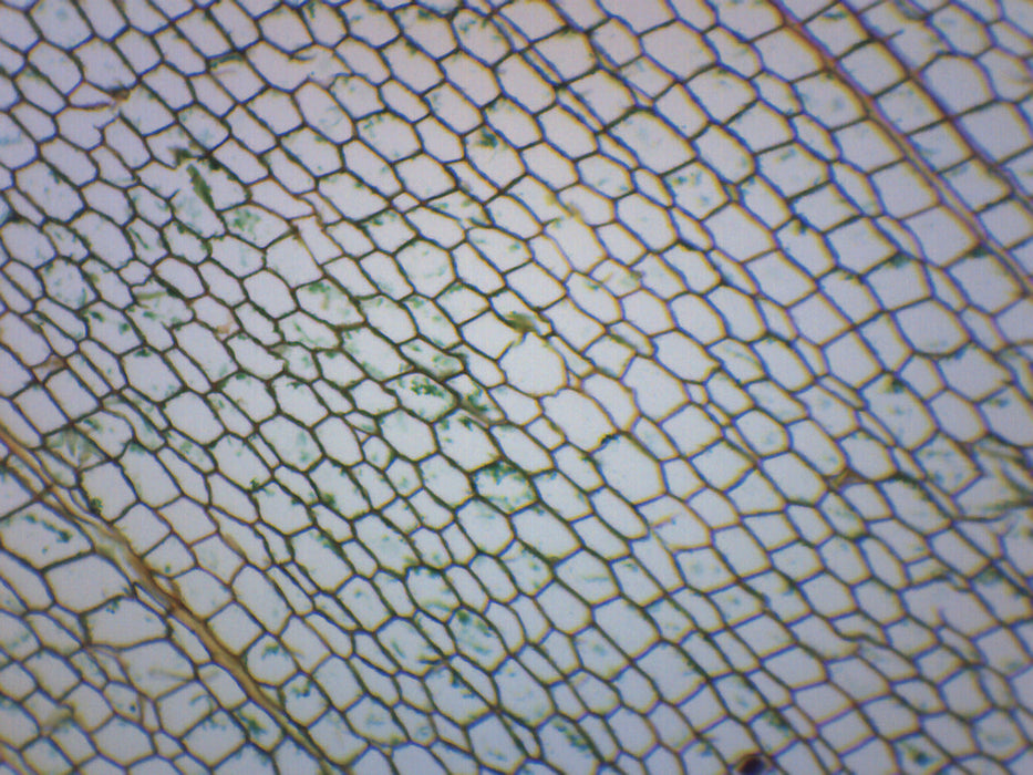 Cork Cells - Prepared Microscope Slide