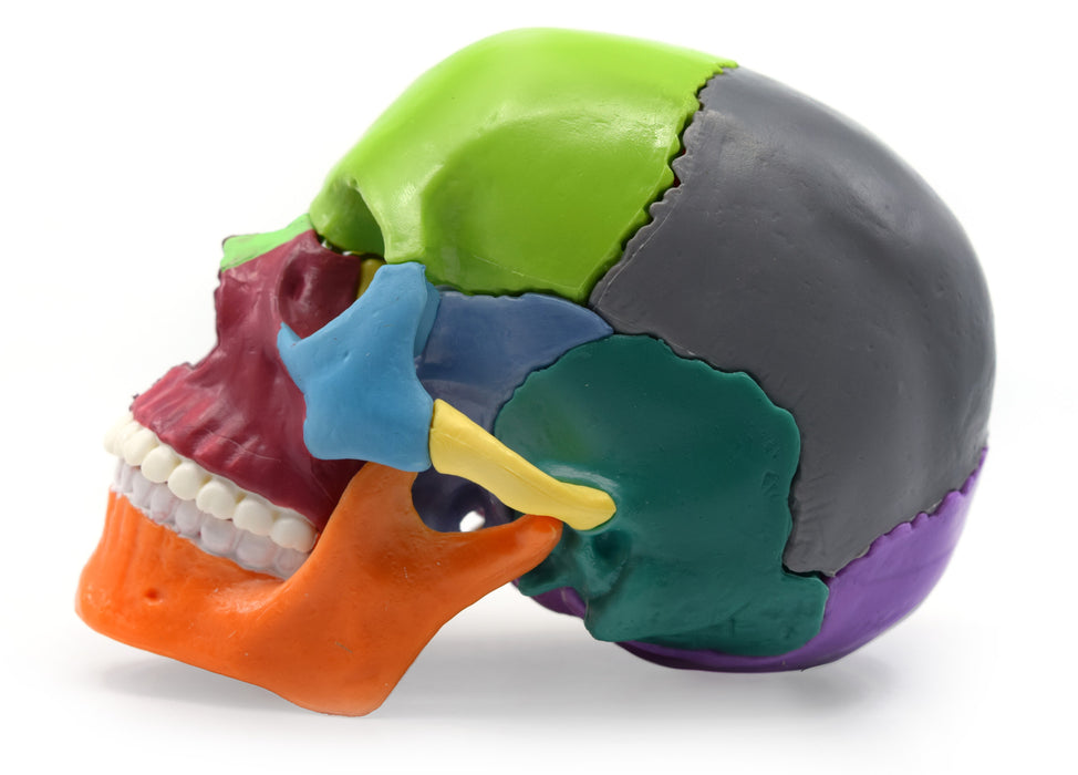 Didactic Miniature Skull Model - Multi-Color, 1/2 Size - Magnetic Pieces