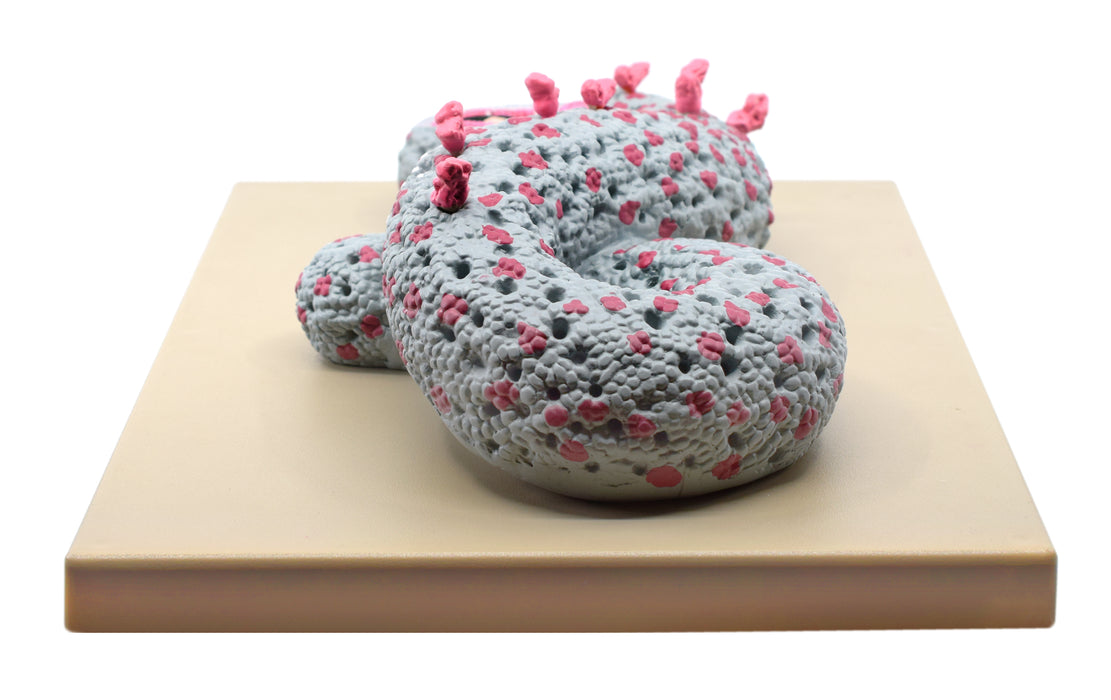 Ebola Virus Model, Three Dimensional, Sectional View, with Hand Painted Details, 100,000x Magnified - Mounted on Base, 16"x12"x1" - Eisco Labs