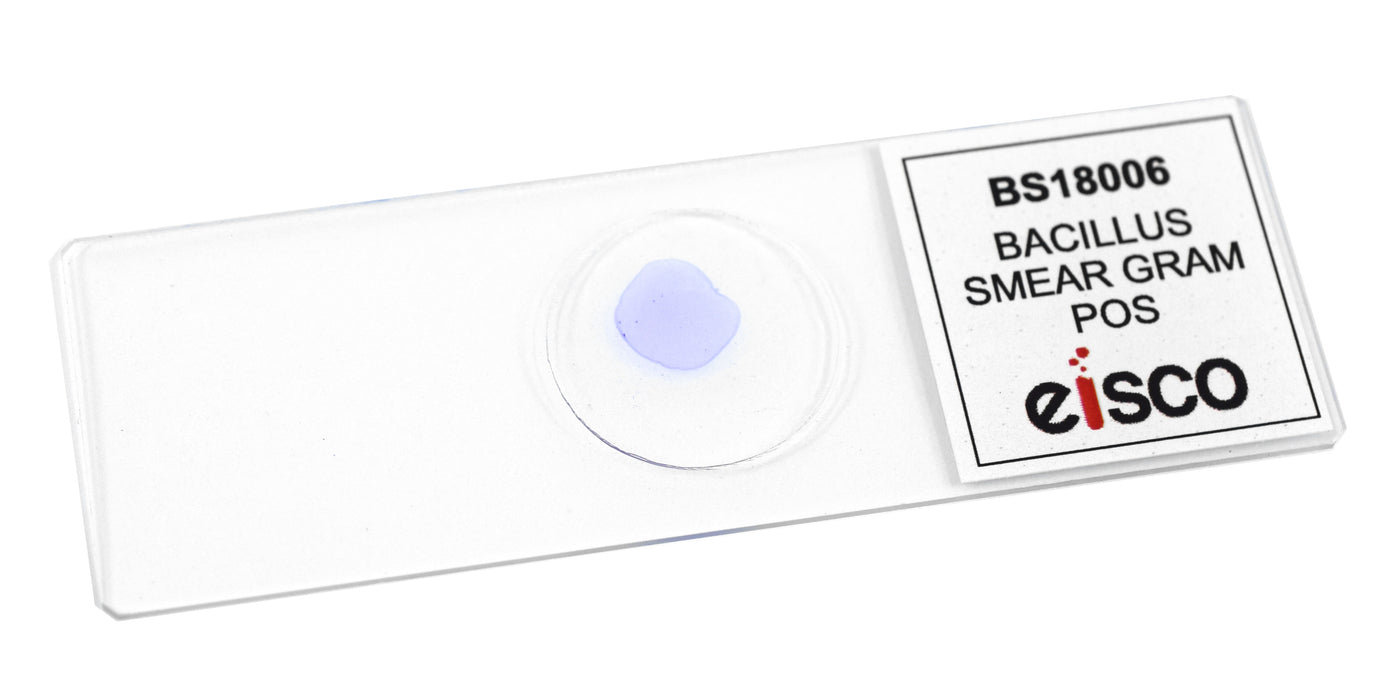 Bacillus Smear, Gram-Positive - Prepared Microscope Slide