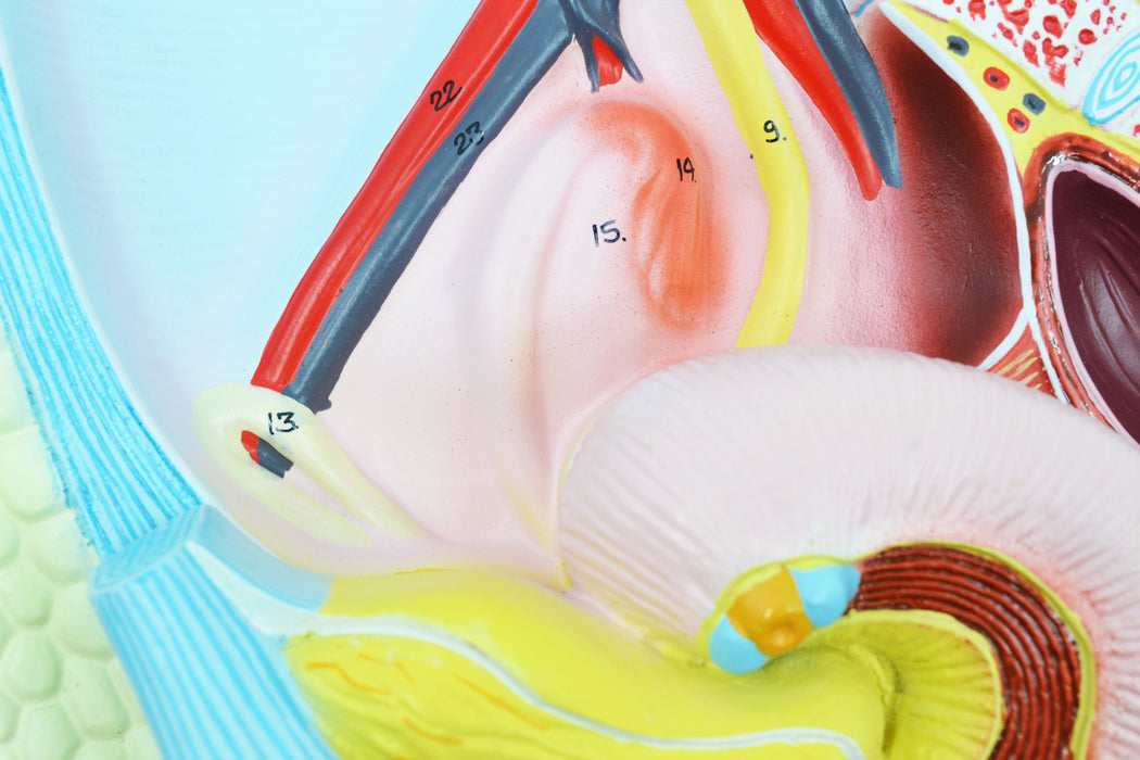 Female Pelvis Model, 14 Inch - Shows Female Genital Organs - Removable Bladder and Rectum
