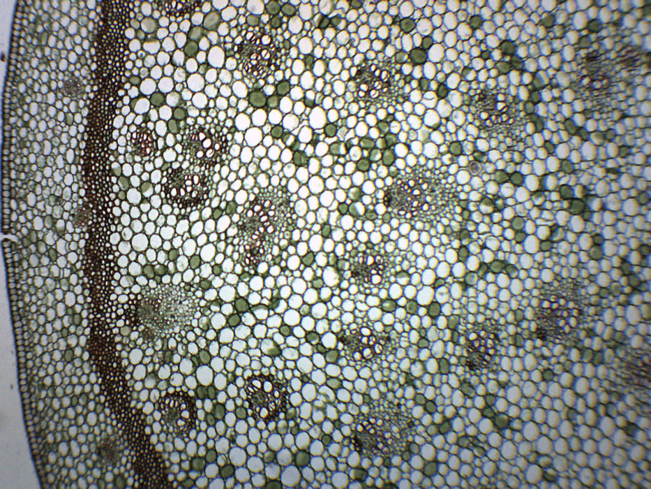 Iris Stem - Cross Section & Longitudinal Section - Prepared Microscope Slide - 75x25mm