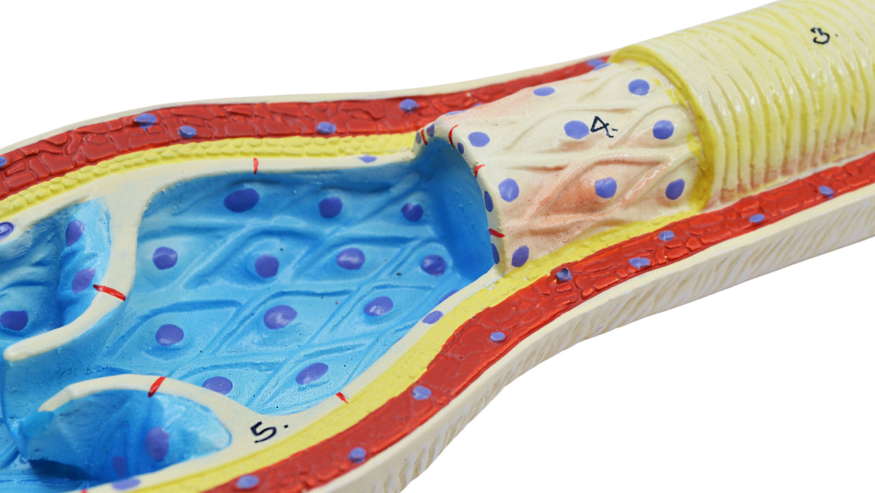 3 Piece Artery, Vein and Capillary Model Set, 13 Inch - Enlarged