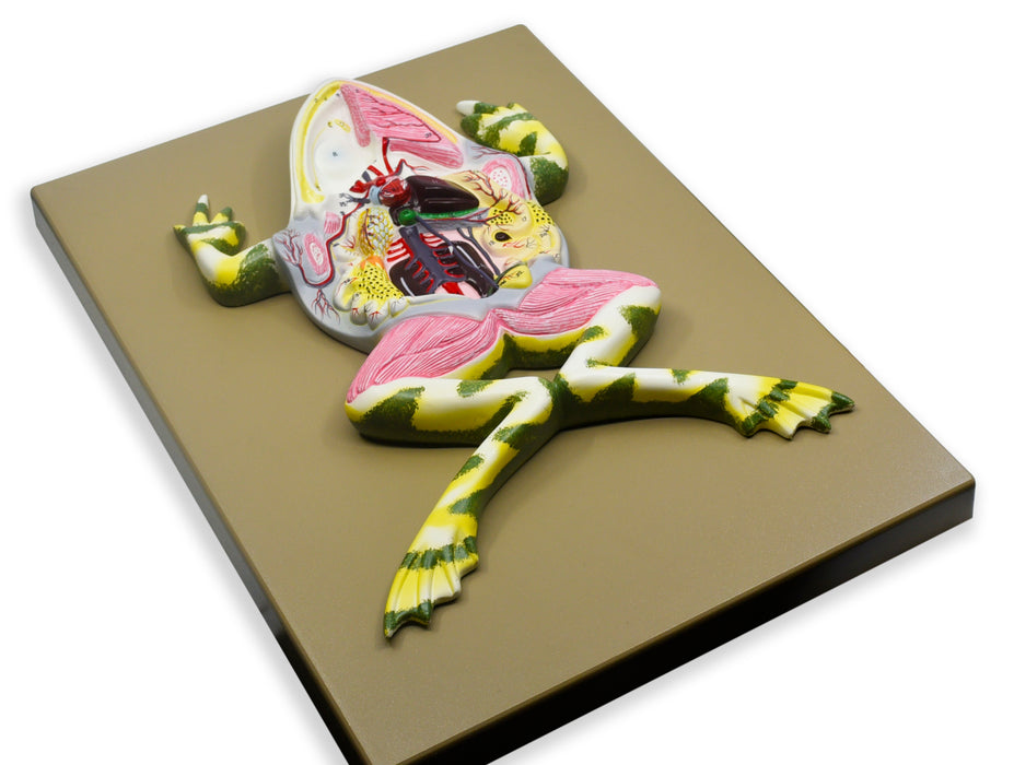 Frog Dissection Model, 17 Inch - Mounted - Ventral Cut