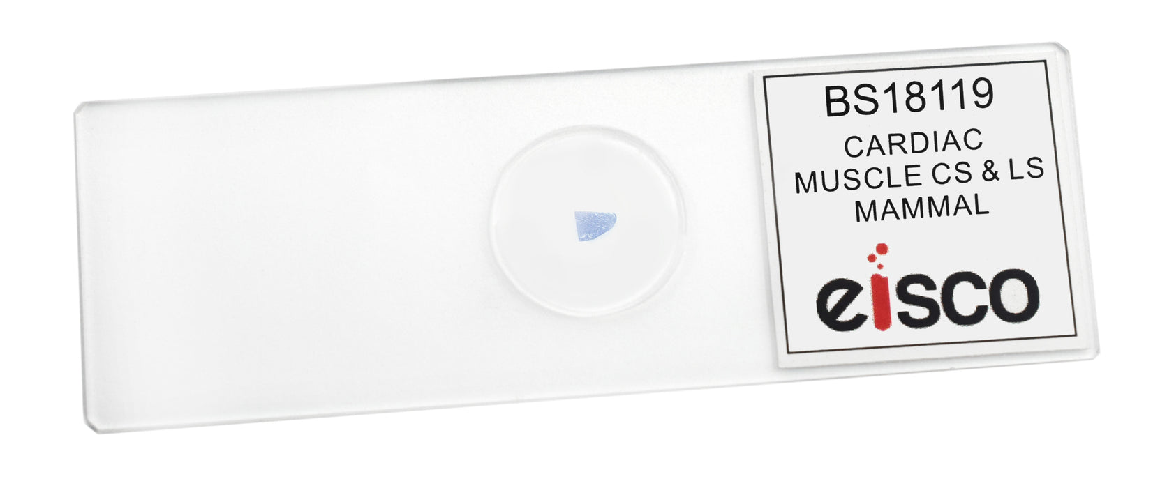 Cardiac Muscle, Mammal - Prepared Microscope Slide - 75x25mm