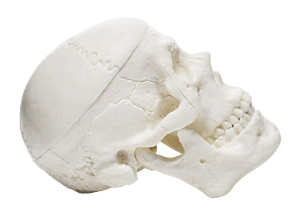 Miniature Human Adult Skull Model, 2.5 Inch - 3 Parts - Articulated Mandible & Removable Skull Cap