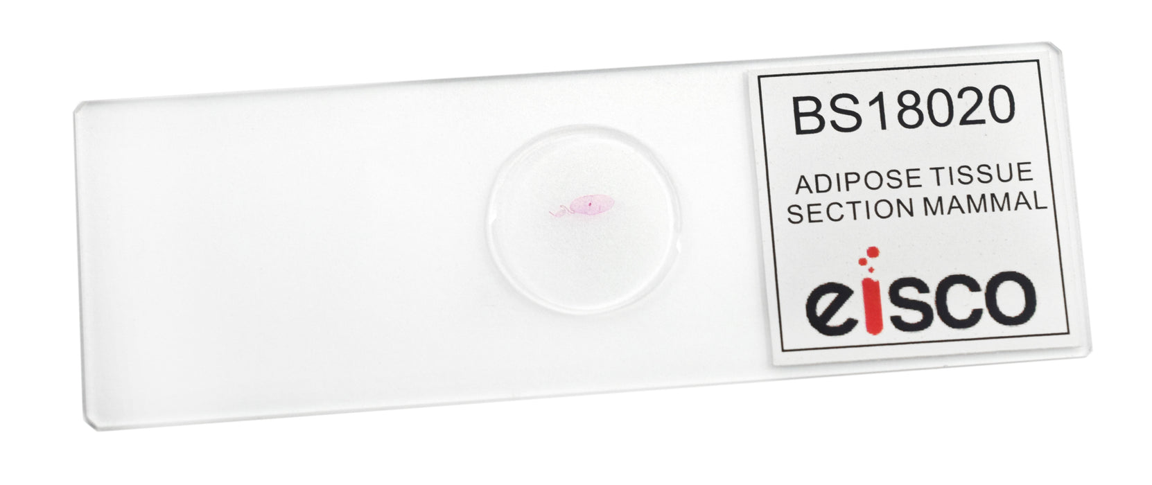 Adipose Tissue Section, Mammal - Prepared Microscope Slide