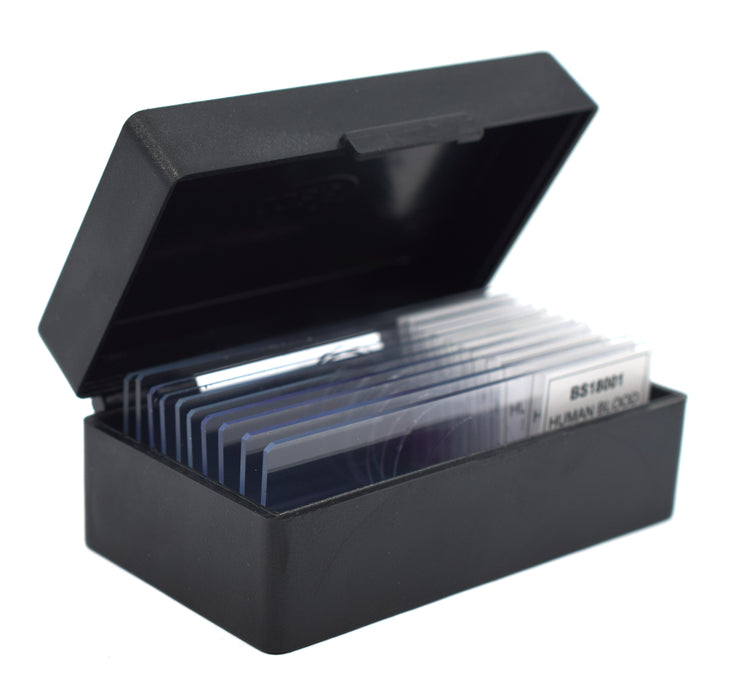 Frog Esophagus - Cross Section - Prepared Microscope Slide - 75x25mm