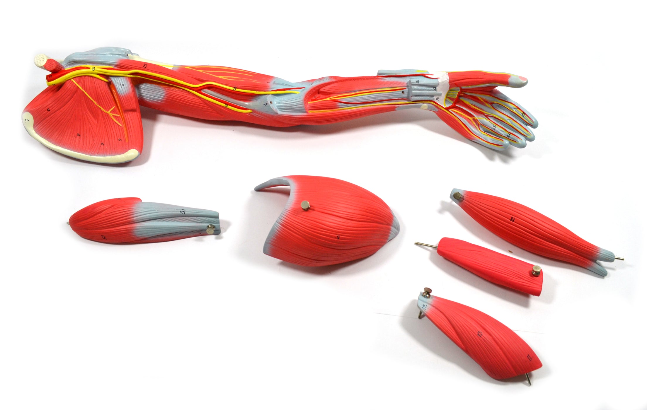 Eisco Labs Model Child's Arm with Removable Muscles on Display Stand ...