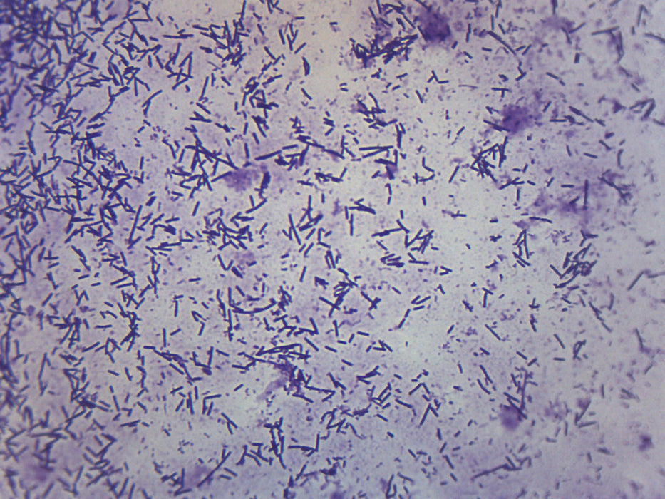 Escherichia coli Smear - Prepared Microscope Slide