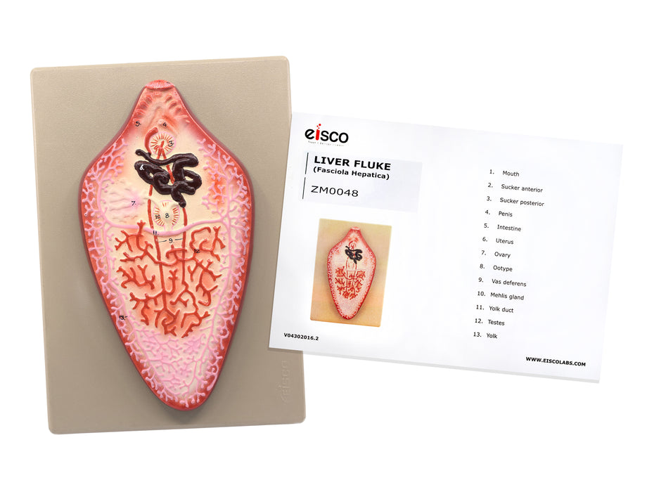 Liver Fluke Worm Model, 10"x7" - Numbered Structures - Hand Painted