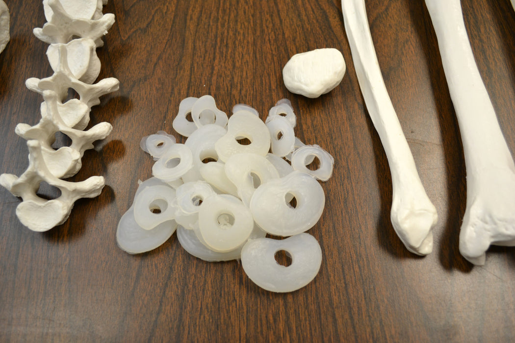 disarticulated human skeleton cartilage 