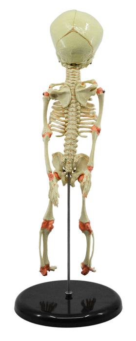 Infant Fetus Skeleton Model, Mini Size - Single Skull - Rod Mounted