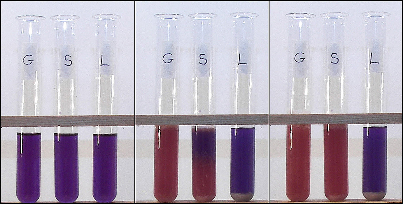 Cellular Respiration Kit