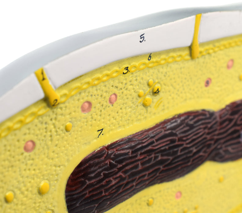 bacteria cell model labeled structures