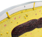 bacteria cell model labeled structures