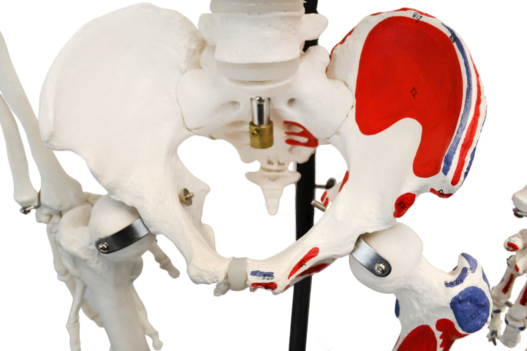 Human Muscular Skeleton Model - Left Side Painted Muscle Origins & Insertions - Hanging Stand with Rolling Base