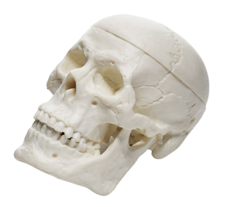 Miniature Human Adult Skull Model, 2.5 Inch - 3 Parts - Articulated Mandible & Removable Skull Cap