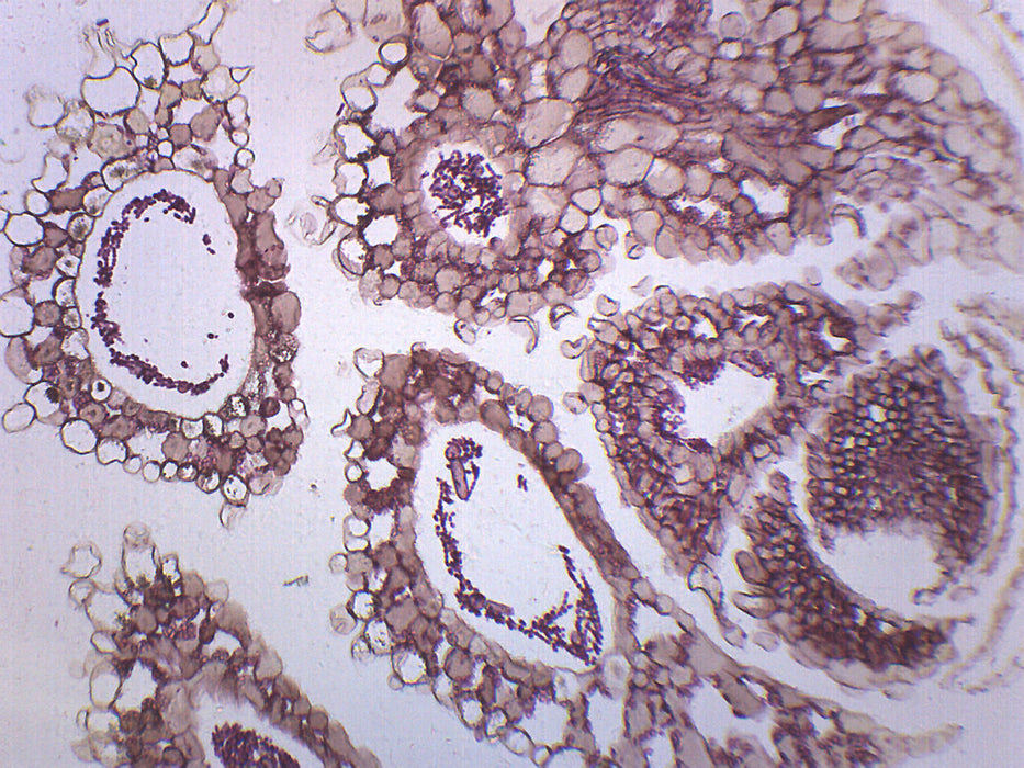 Anabaena - Prepared Microscope Slide