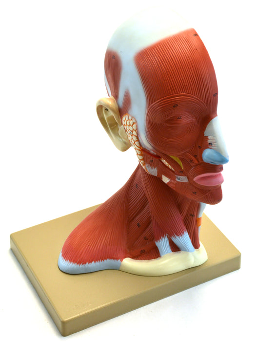 Eisco Labs Human Head Anatomical Model, Median Section, Life Size, Approx 12" Height