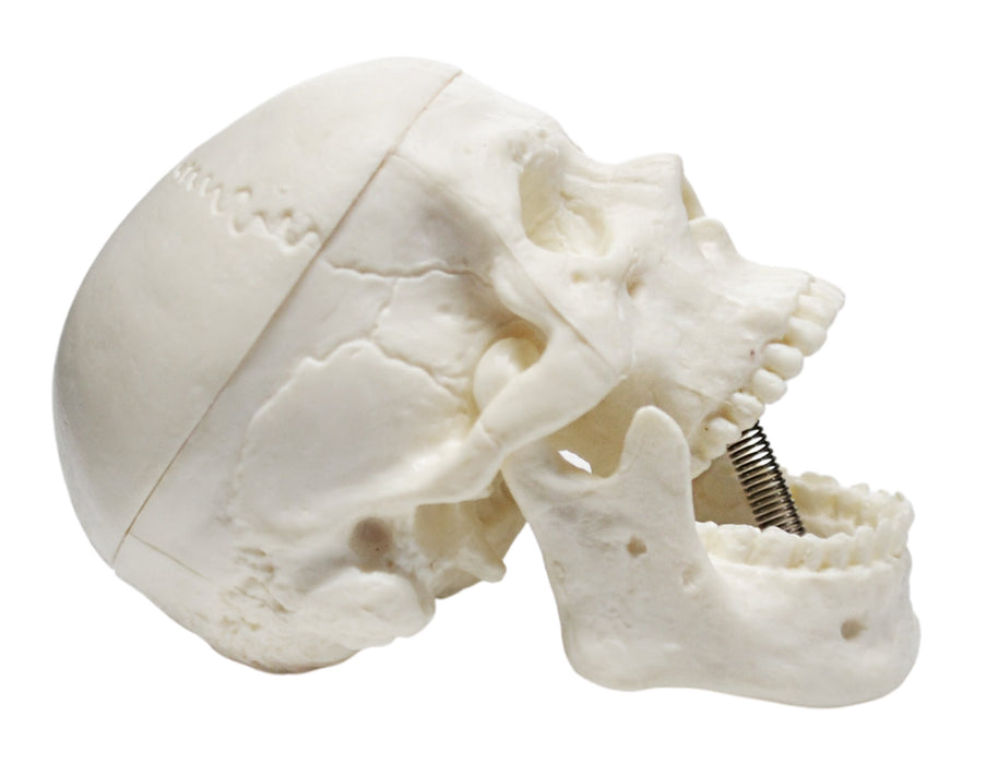 Miniature Human Adult Skull Model, 2.5 Inch - 3 Parts - Articulated Mandible & Removable Skull Cap